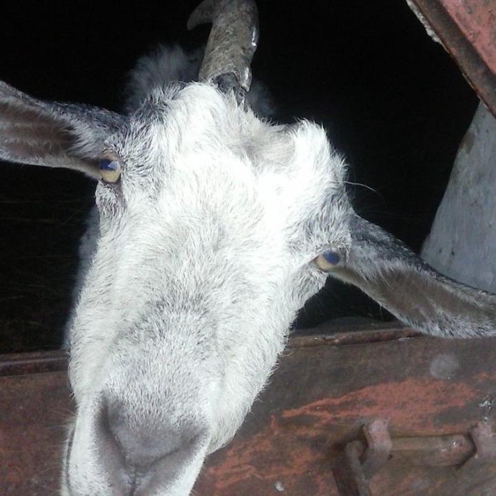 Tamás Gábor Capári