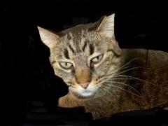 Yauheniya Hochhalter