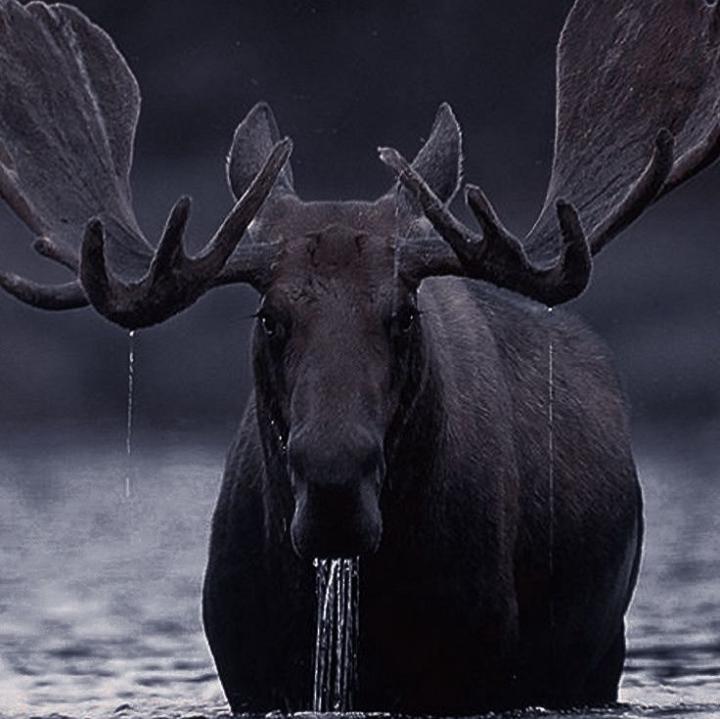 Black Moose