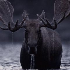 Black Moose