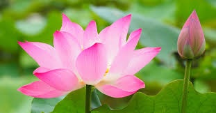 Ngô Hương