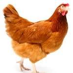 Ibai Lopez Echeverria