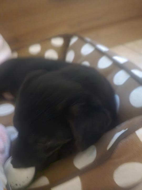 Κωστασ Χαλησ