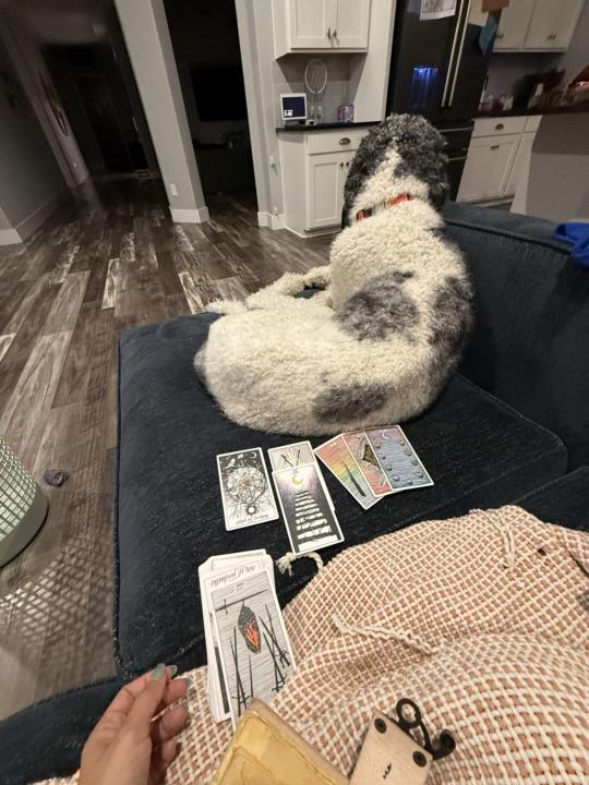 🔮 Tarot Morning… ft. My 80-Pound Lap Dog 🐶