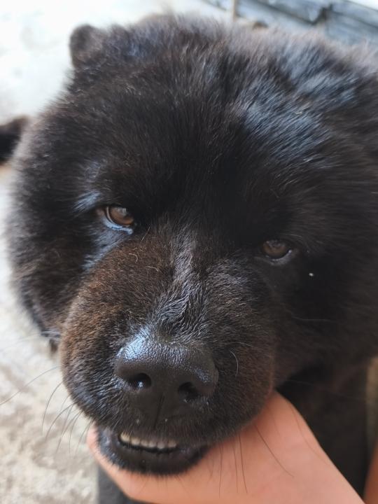 Pets pets pets!