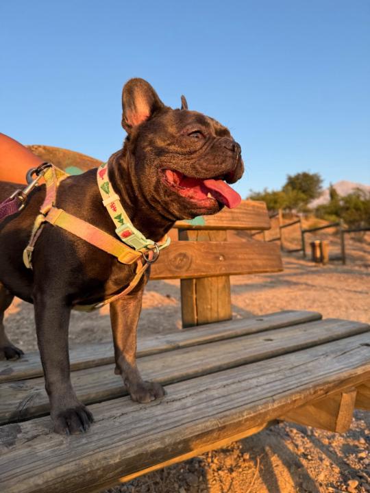 Andrea jhulianna Martinez dominguez