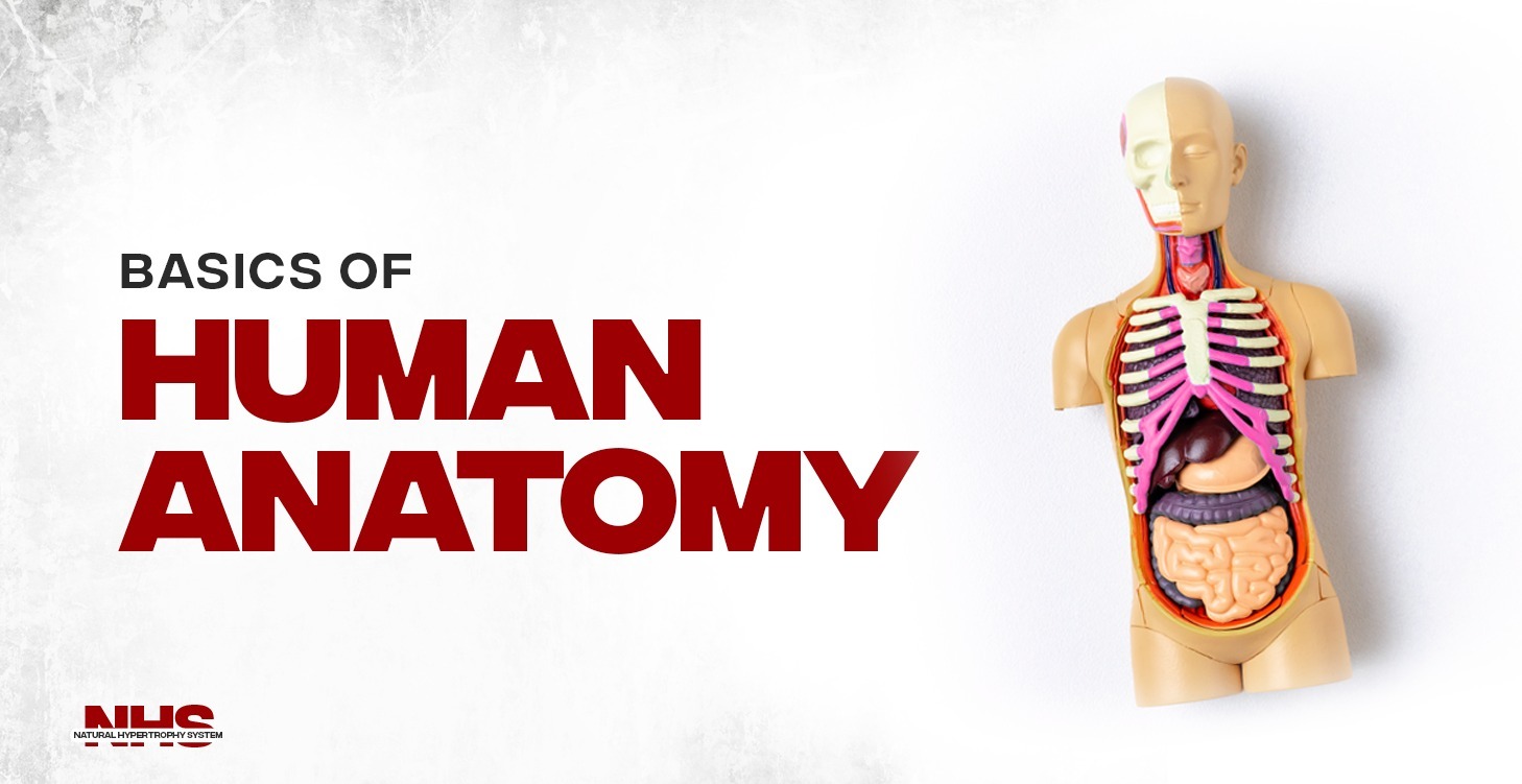 Basics of Human anatomy