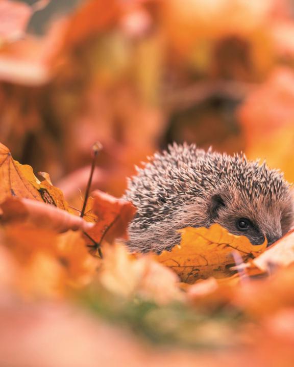 Der Oktober ist da und lädt dich ein zu spielen.