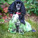 Logo Mosaic Grooming 4 Pet Parents