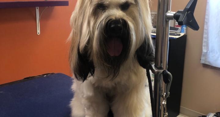 Mosaic Grooming 4 Pet Parents