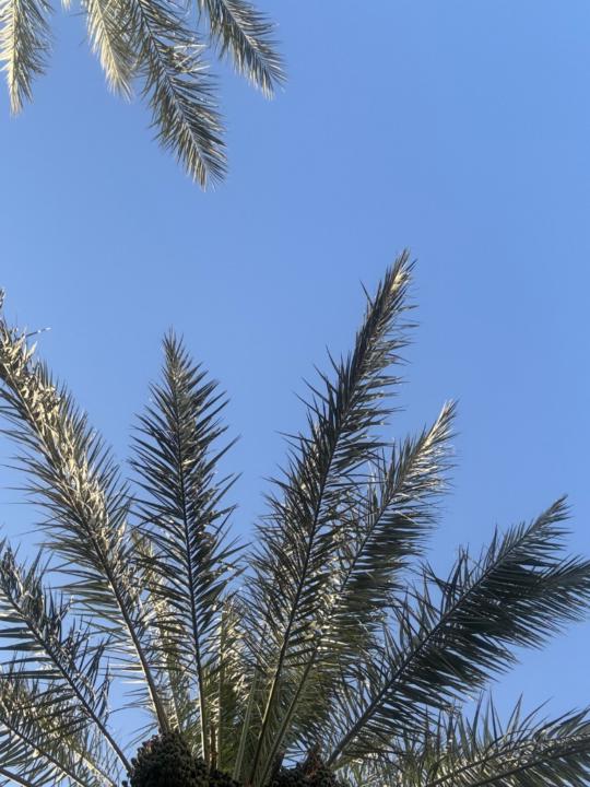 حنان المطيري