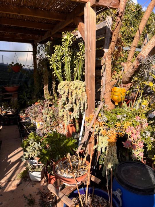 Consuelo Mocelo Barca