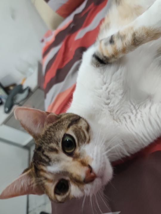 Jorge Alberto Ezequiel Bahl