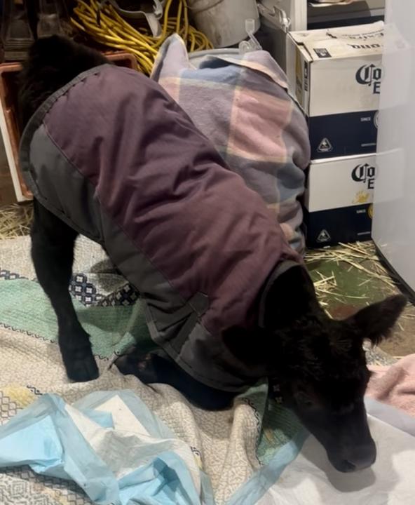 Making himself at home