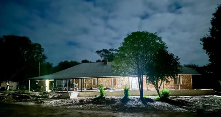 My Angus steer Forest