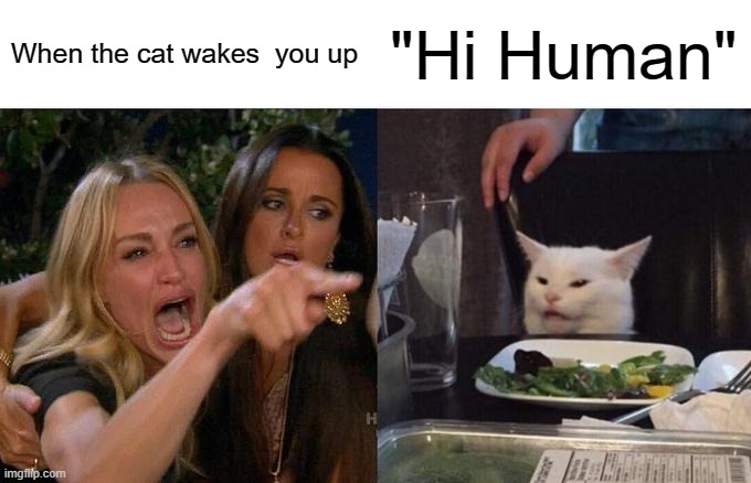 When the cat wakes you up