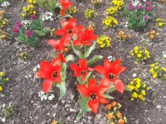 Virginie Perennec