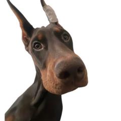 Travis Warner