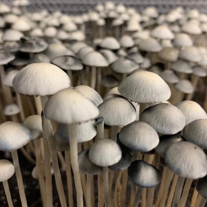 Mycolorado Genetix