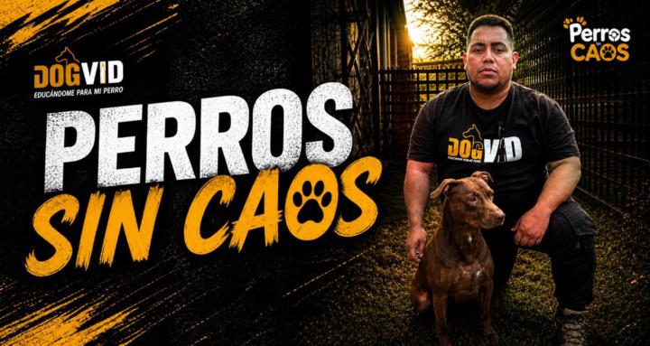 Perros sin caos