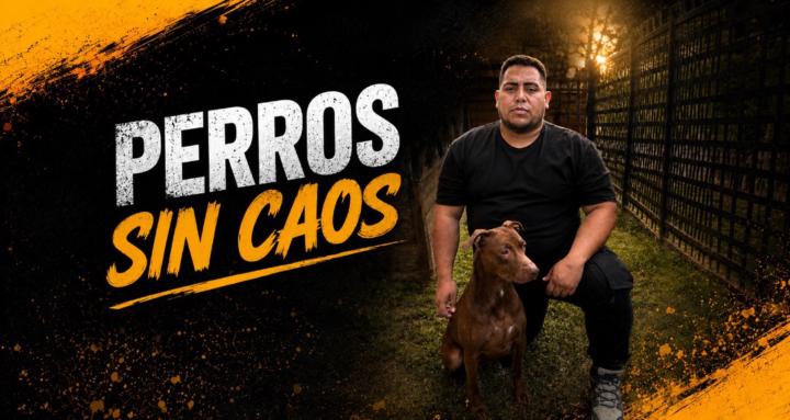 Perros sin caos