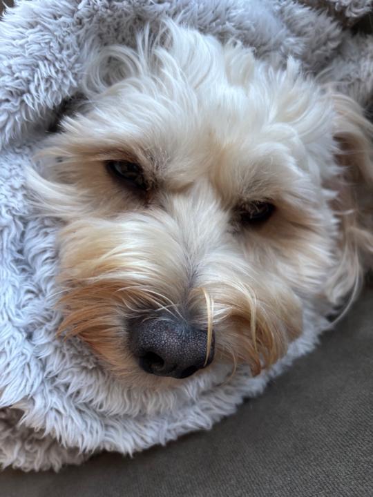 Victoria Debenedetto