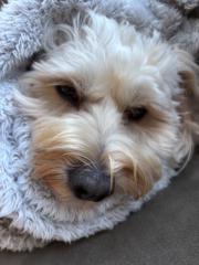 Victoria Debenedetto