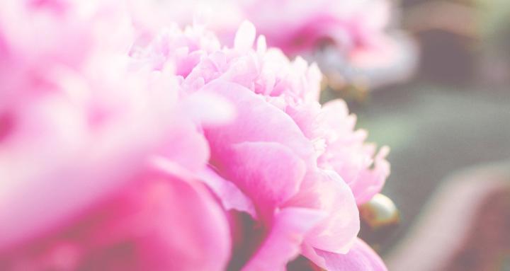 Let's Bloom