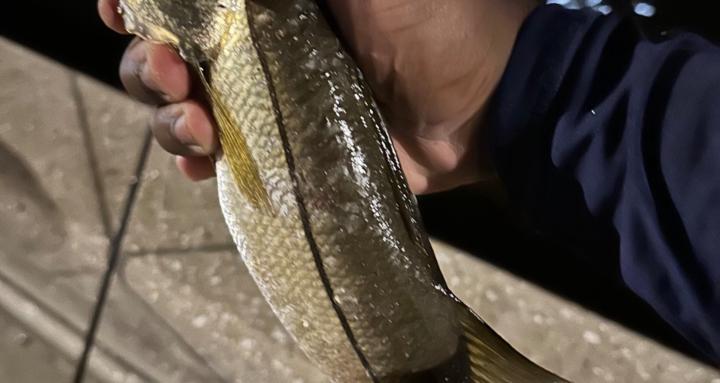 The rod father fishing tips