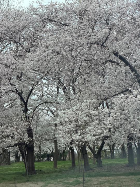 Quynh Hoang