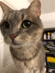 Eduarpaladur Keldoran