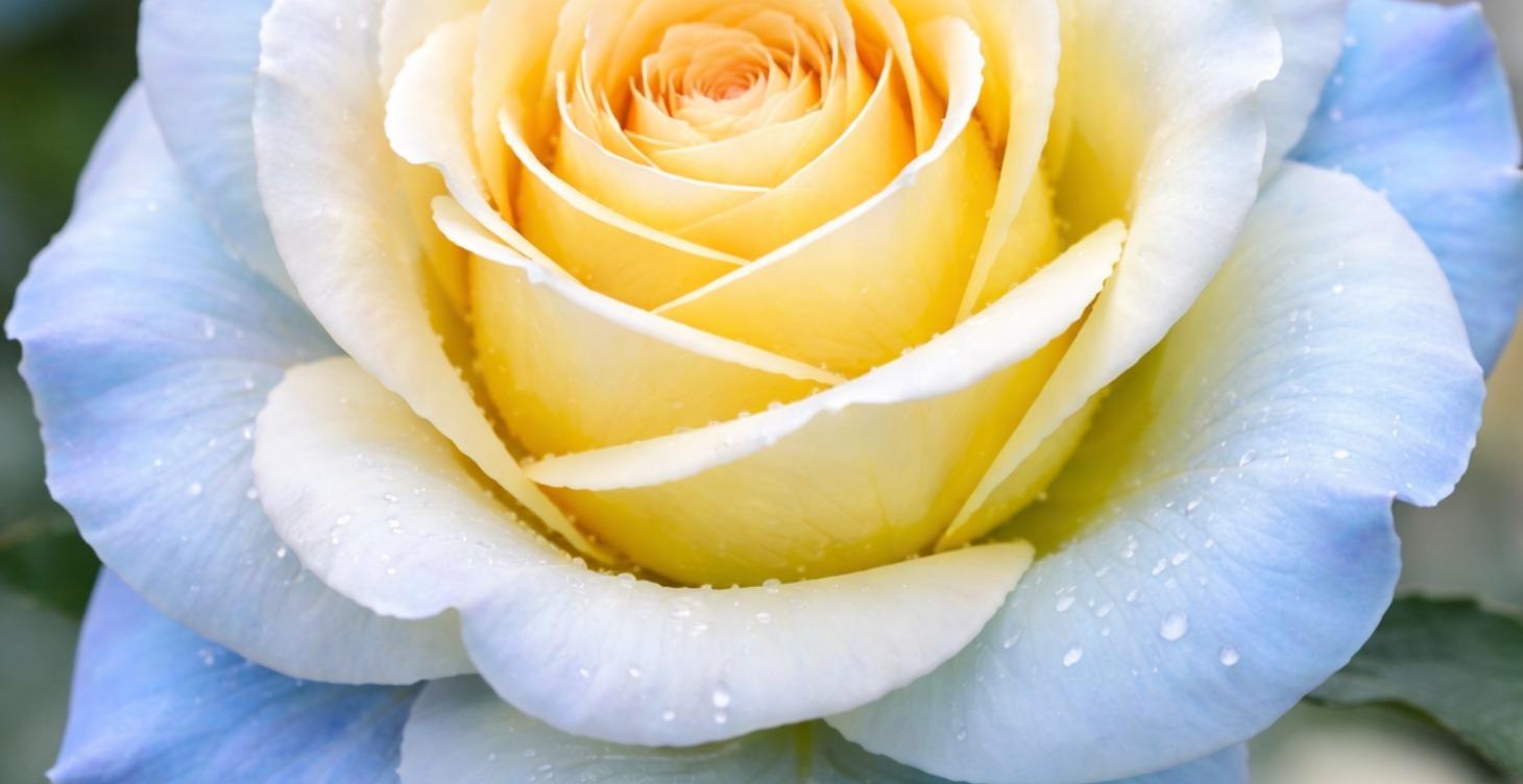 Wealth - Significance