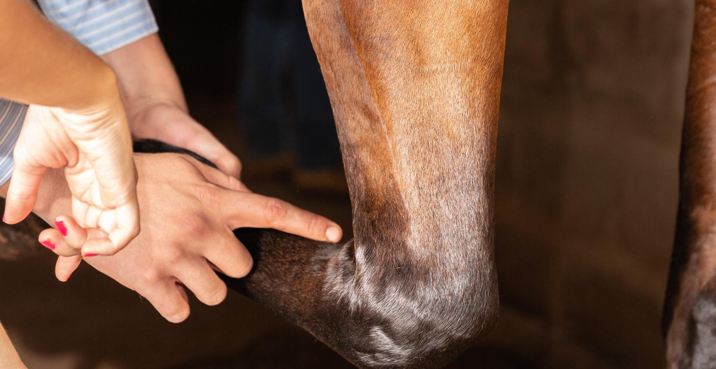 The Lameness Lecture