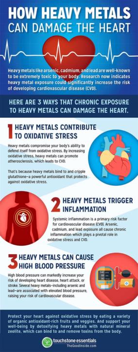 》》 Heavy Metals & Heart Damage 《《