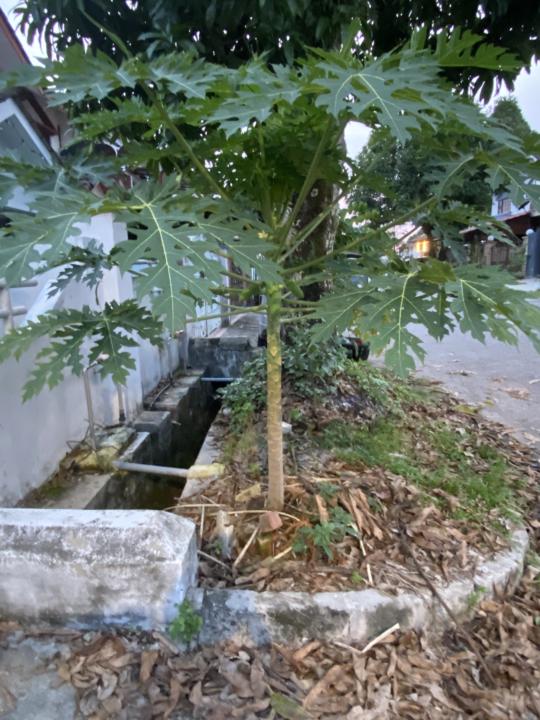 感恩父上帝看顾果树