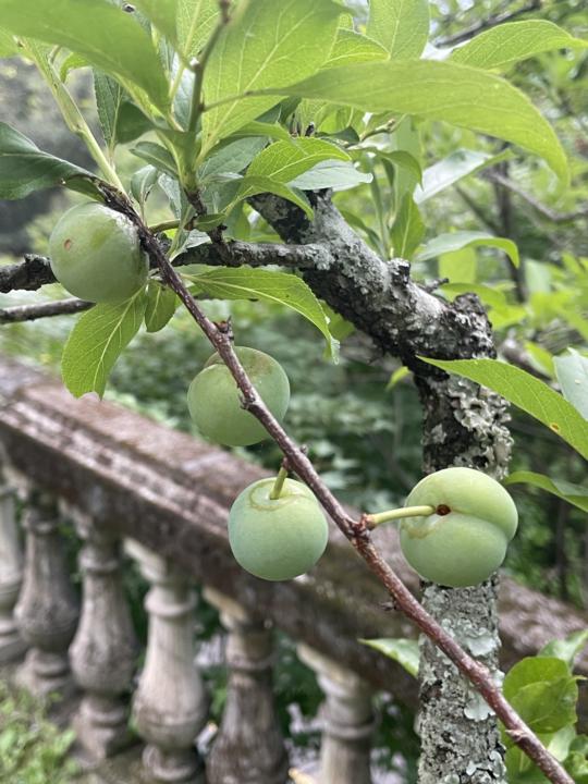 在這園地逐步踏實前進