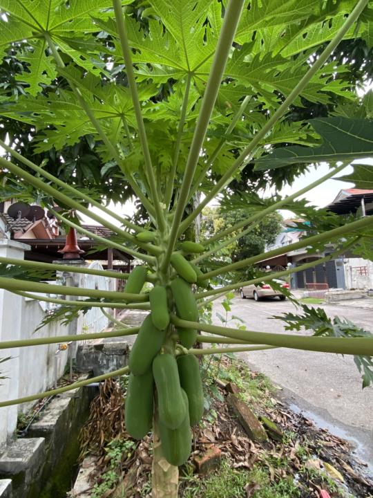 *满载经文的椅子*