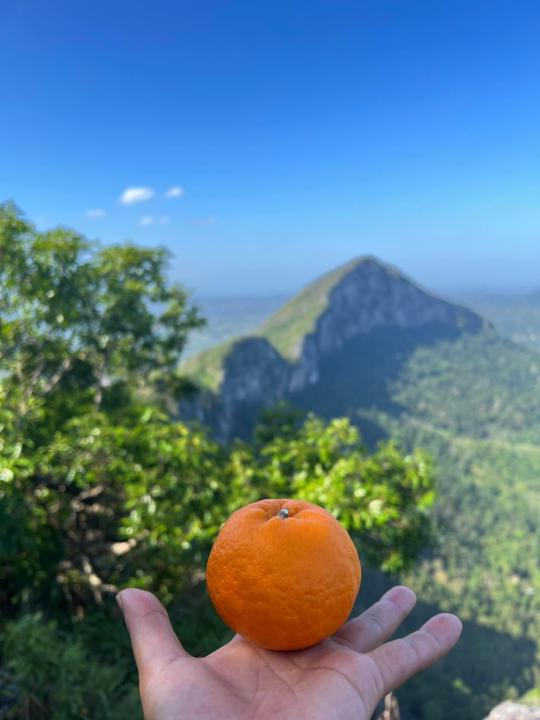 经文闯关 + 果实奖励系统