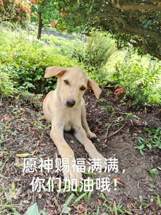 祷告主