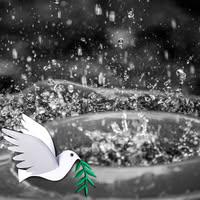 Nikolett Szirtes-Kiss