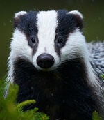 Badger Dowdeswell