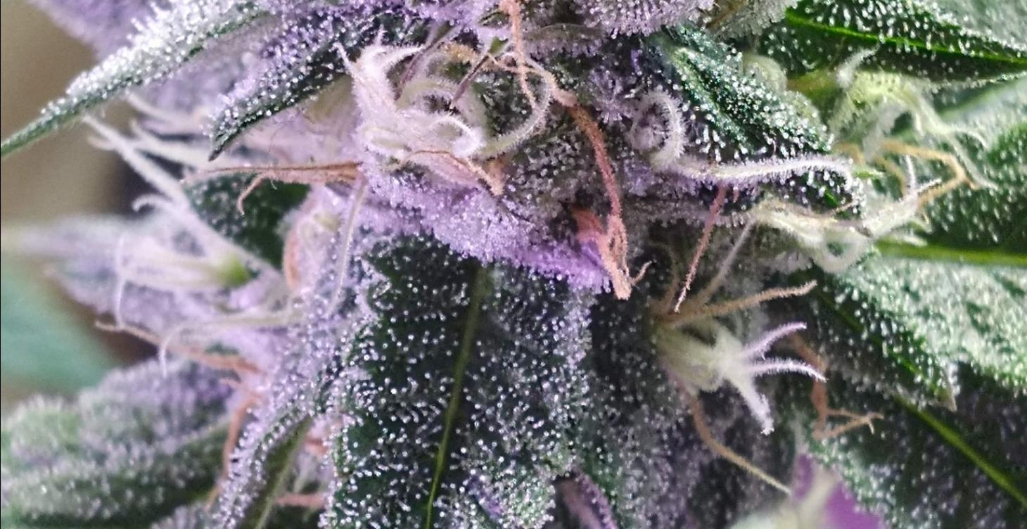 COURSE 5:🌸 Flowering Phase