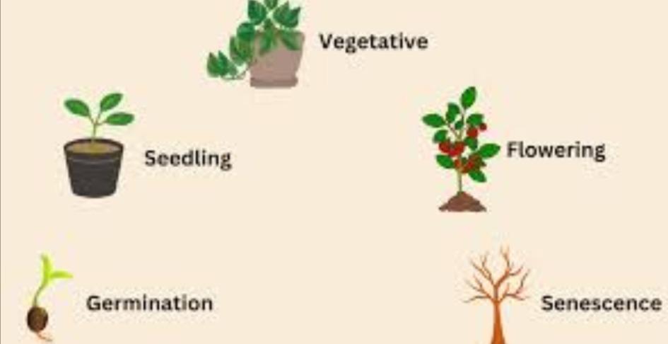COURSE 004: Vegetative Stage