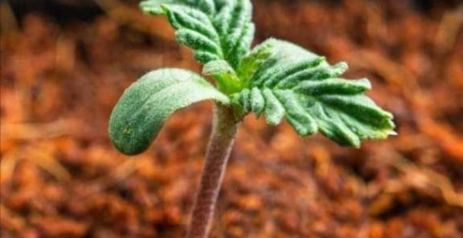 COURSE 002: SEEDLING