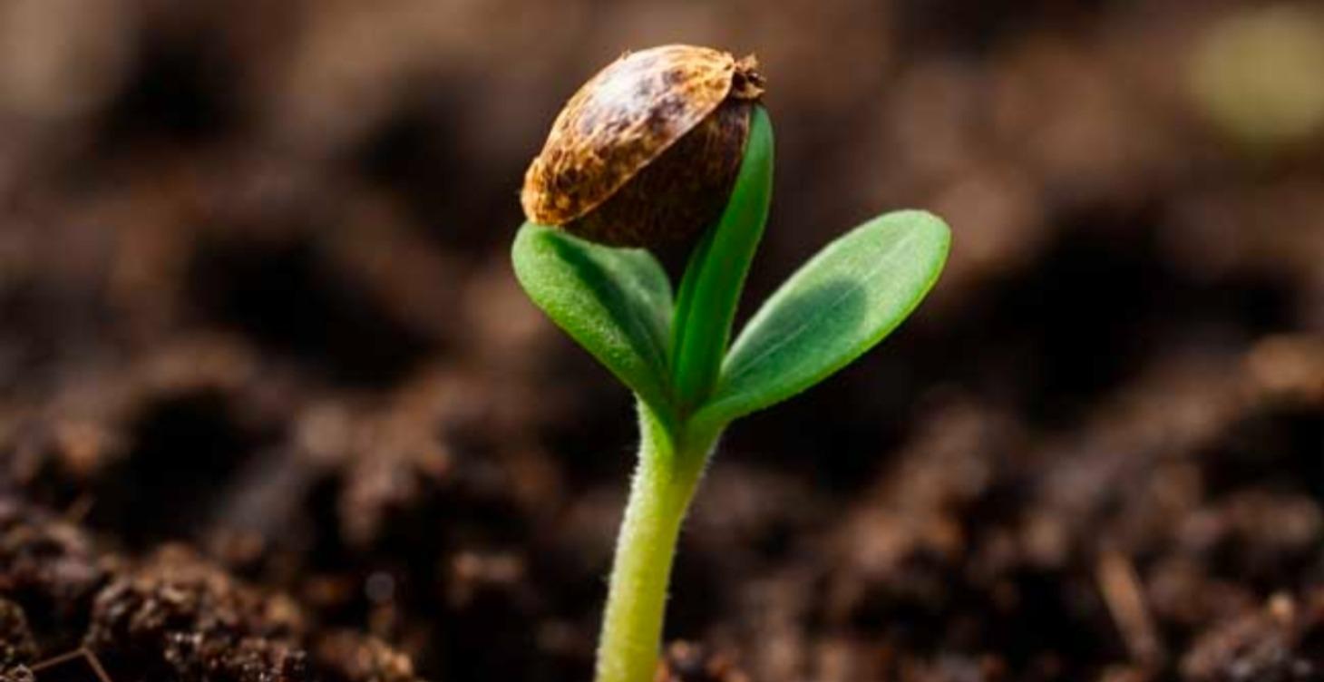 🌱 COURSE 001: GERMINATION