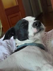 Estefanía Romón Villalobos