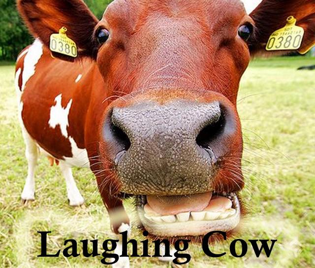 Milkaholics Anonymous Unleashed