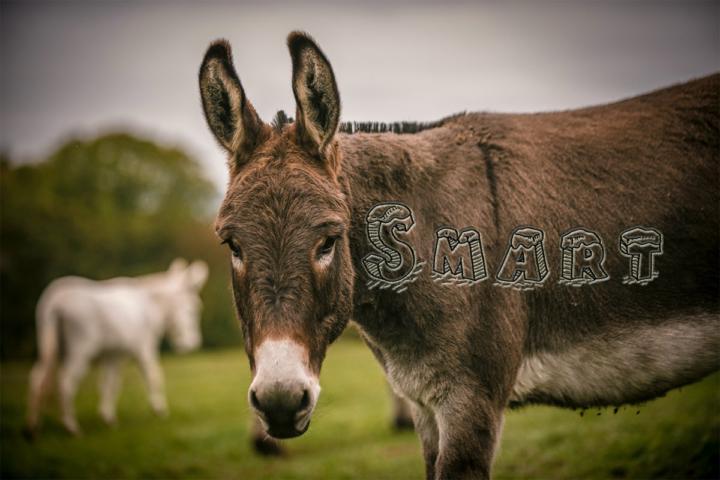 Sometimes I'm a Smart Arse