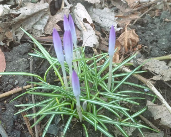 erste Frühlings-Boten🌷🌞