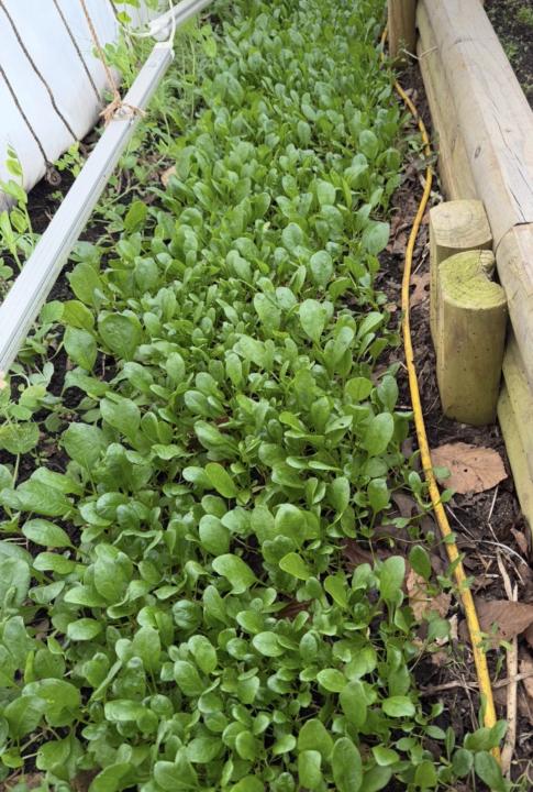 Who has pics of what’s growing?
